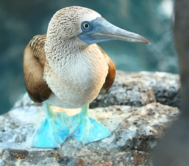 Blue Footed Booby