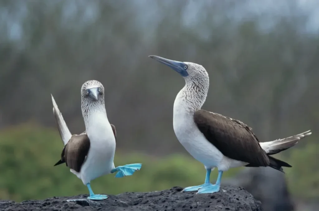 Blue Footed booby