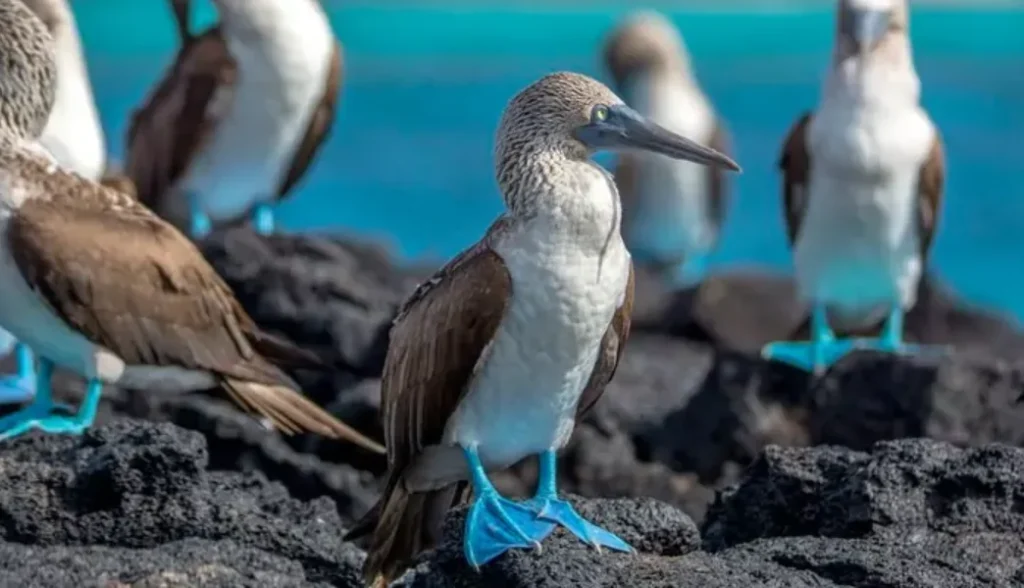 Blue Footed Booby