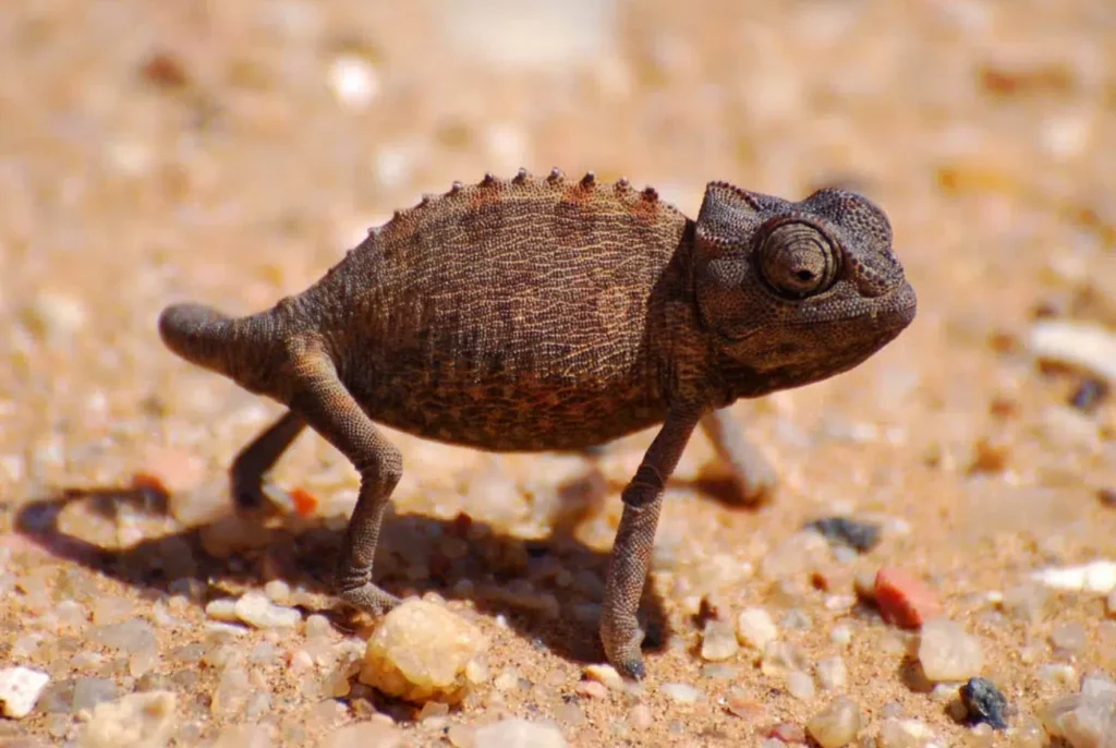 
How chameleons change color and why