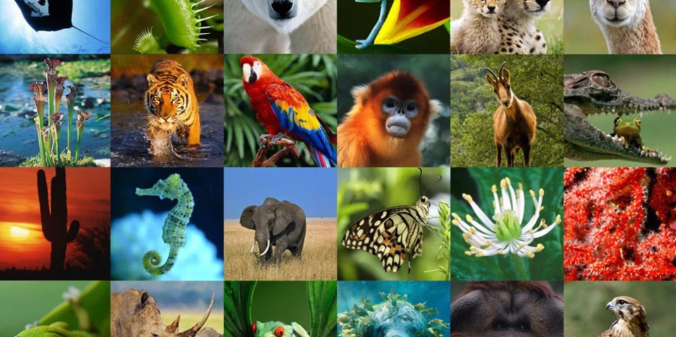 Biodiversity