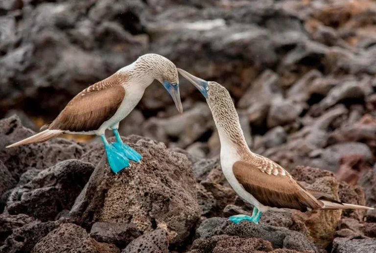 Blue Footed Booby