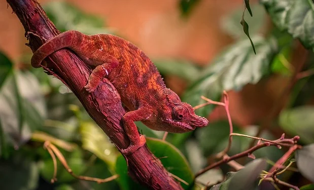 How chameleons change color and why