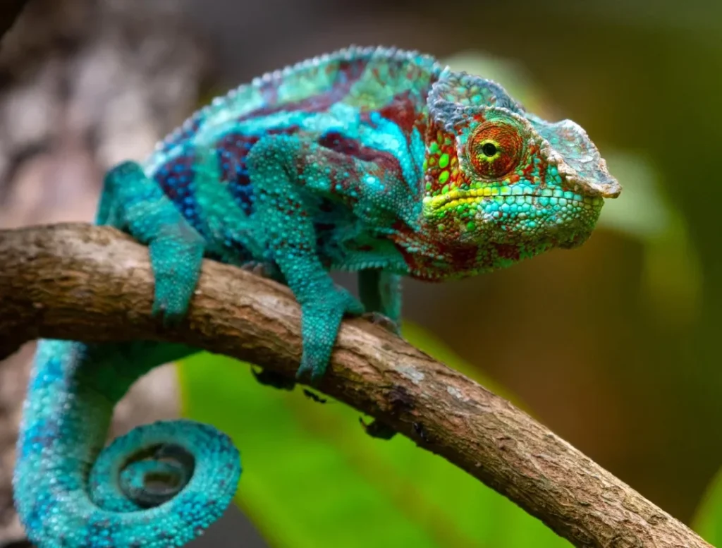 How chameleons change color and why