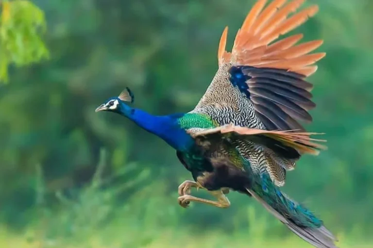 do peacock fly