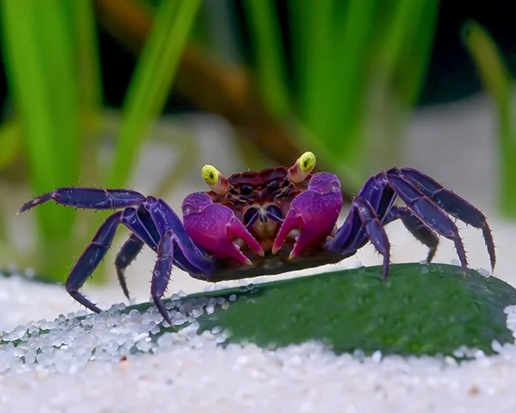 Vampire Crab Lifespan