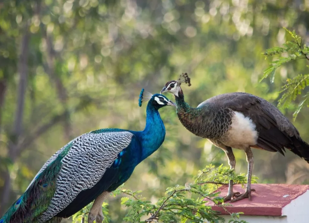 peacocks