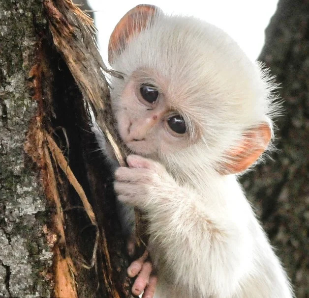 Albino Monkeys