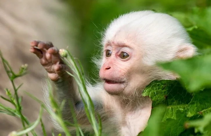 Albino Monkeys