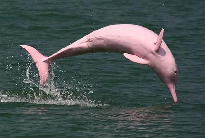 Pink Dolphins