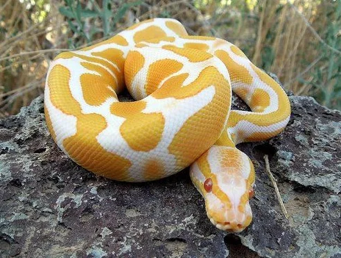 yellow and white snake