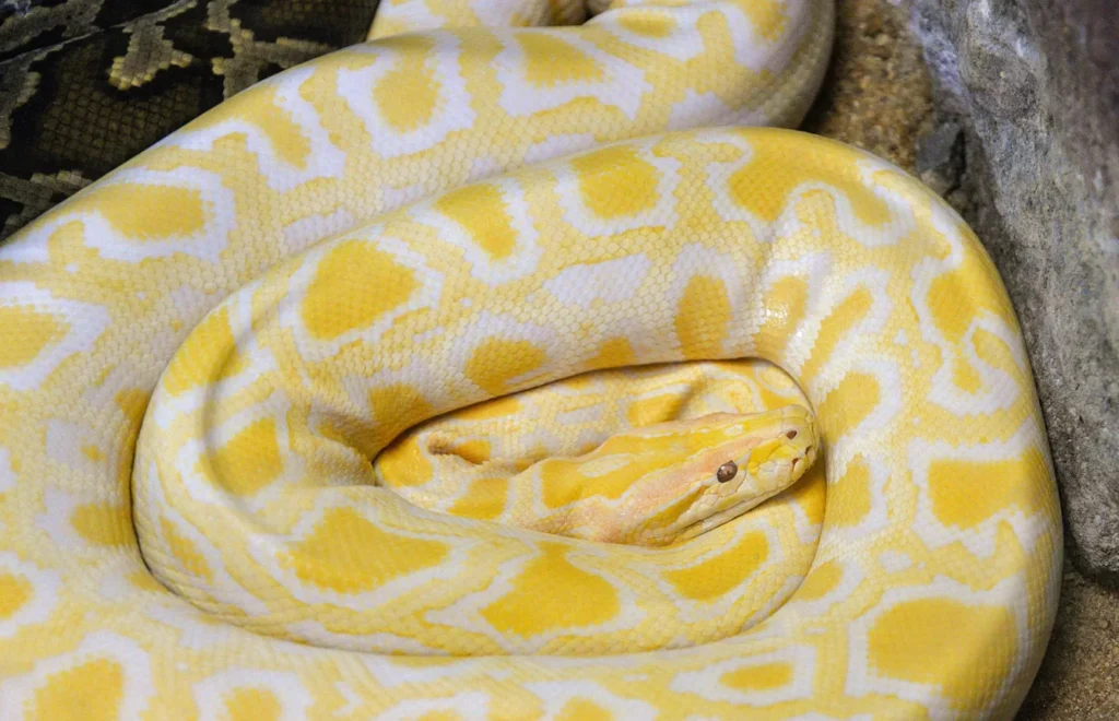 yellow and white snake