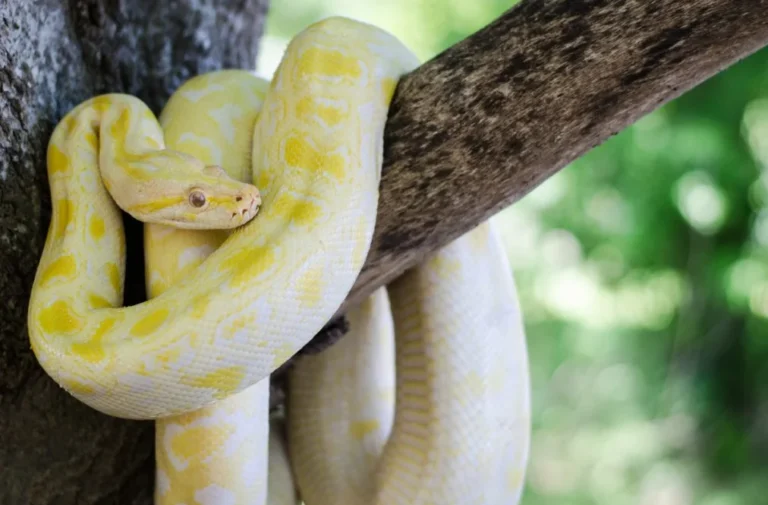 yellow and white snake